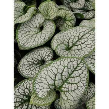 Brunnera macrophylla Sea Heart (Ezüstlevelű kaukázusi nefelejcs)