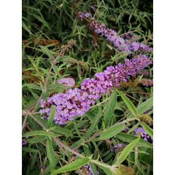 Buddleia davidii Nanho Blue (Kék virágú alacsony nyáriorgona)