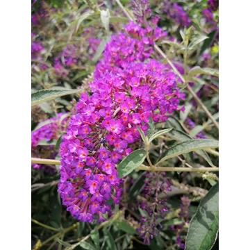 Buddleia davidii Nanho Purple (Bíbor virágú nyáriorgona)