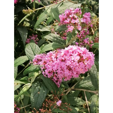 Buddleia davidii Pink Delight (Rózsaszín virágú nyáriorgona) 