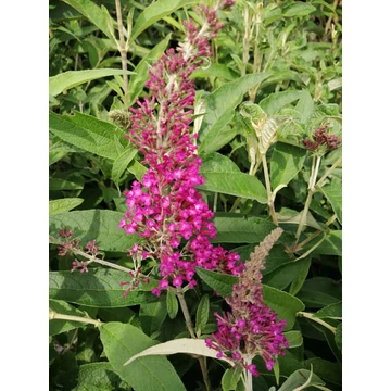 Buddleia davidii Sugar Plum (Bordó virágú nyáriorgona)