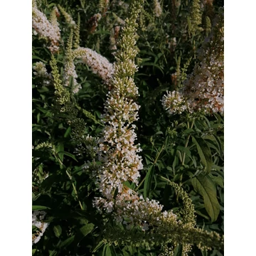 Buddleia davidii White Profusion (Fehér virágú nyáriorgona)