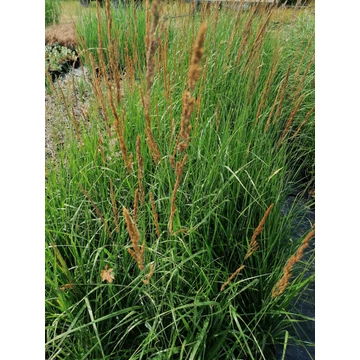 Calamagrostis acutiflora Karl Foerster (Nádtippan)