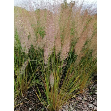 közepes díszfű Calamagrostis brachytricha nádtippan gabiplantshop webáruház