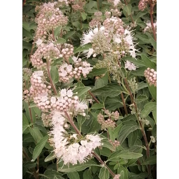 halvány rózsaszín virágú kékszakáll ősszel virágzó cserje Caryopteris x clandonensis Stephi  gabiplantshop online dísznövény webáruház