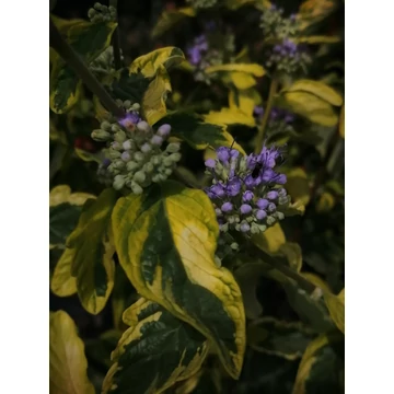 kék virágú sárgatarka levelű kékszakáll ősszel virágzó cserje Caryopteris x clandonensis Summer Sorbet gabiplantshop online dísznövény webáruház