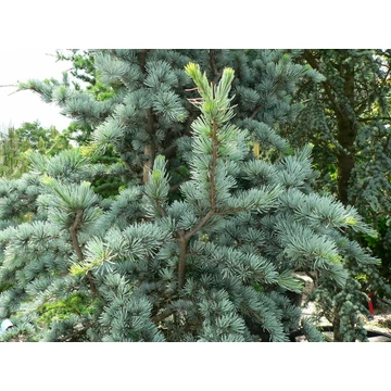 kékesszürke-cédrus-fenyő-Cedrus-atlantica-glauca