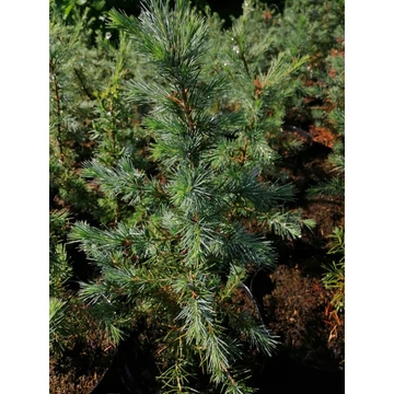 szürkészöld-fenyő-cédrus-magas-Cedrus-atlantica