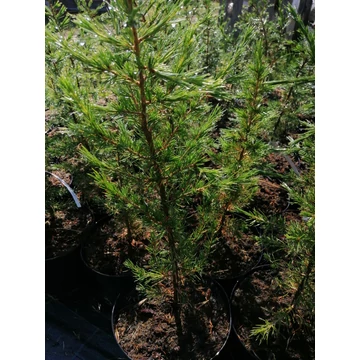 szürkészöld-fenyő-libanoni-cédrus-magas-Cedrus-libani