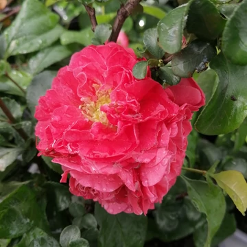 rózsaszín virágú tavaszi cserje japánbirs