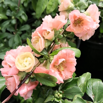 rózsaszín virágú tavaszi cserje japánbirs