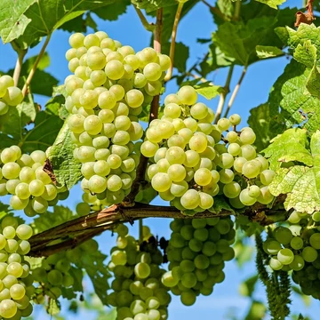 fehér csemegeszőlő-chasselais