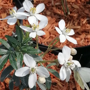 fehérvirág-narancsvirág-illatos-Choisya-ternata-Goldfinger