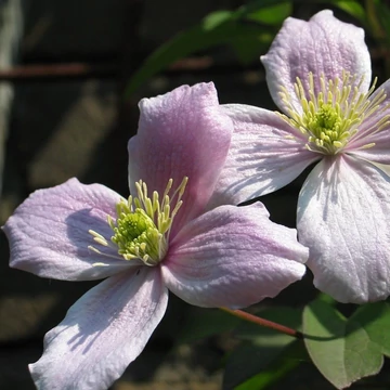 rózsaszínvirágú-kúszó-hegyi-iszalag-Clematis-montana