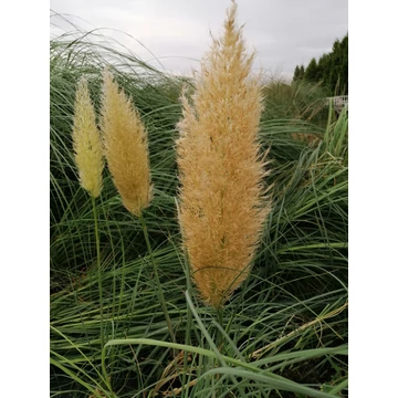zömök alacsony pampafű Cortaderia selloana Evita gabiplantshop online dísznövény webáruház