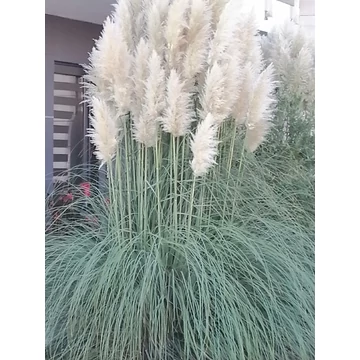 ezüstvirágú magas pampafű Cortaderia selloana gabiplantshop online dísznövény webáruház