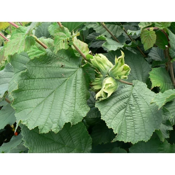 csonthéjas gyümölcs mogyoró Corylus avellana gabiplantshop webáruház
