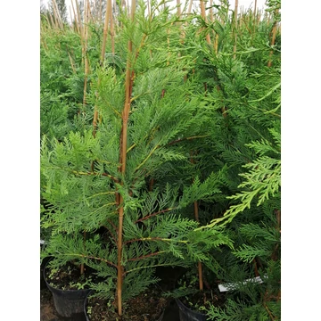 Cupressocyparis x leylandii (Leyland ciprus)