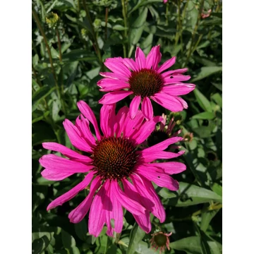 Echinacea purpurea Purple Emperor (Kasvirág)