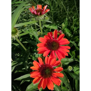 Echinacea purpurea Big Kahuna (Kasvirág)