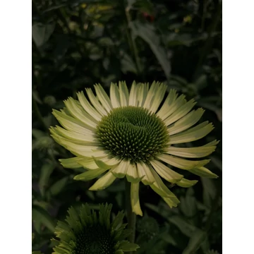 Echinacea purpurea Green Jewel (Sárgászöld virágú kasvirág)