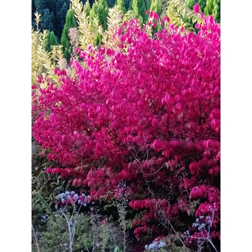 piros őszi lombszín szárnyas kecskerágó kompakt Euonymus alatus Compactus gabiplantshop webáruház