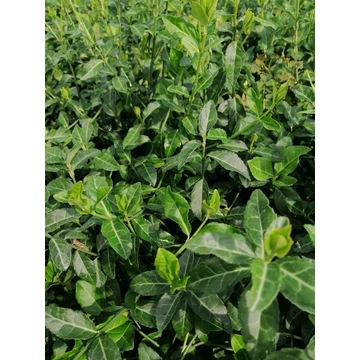 örökzöld kúszó kecskerágó cserje Euonymus fortunei Coloratus gabiplantshop webáruház