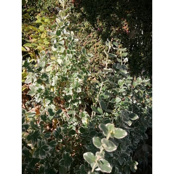 Euonymus fortunei Emerald Gaiety (Fehértarka talajtakaró kecskerágó)