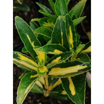 Euonymus japonicus Aureus (Sárgatarka levelű japán kecskerágó)