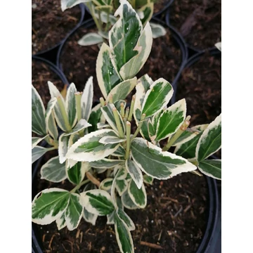 Euonymus japonicus Bravo (Fehértarka levelű kecskerágó)
