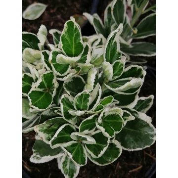Euonymus japonicus Kathy (Fehértarka levelű japán kecskerágó)