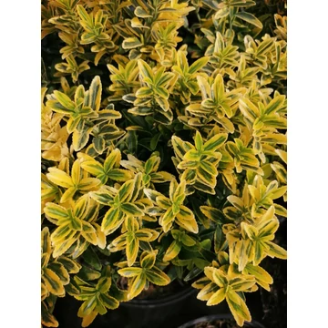 törpe örökzöld cserje kislevelű kecskerágó Eounymus microphyllus Aureovariegatus gabiplantshop  webáruház
