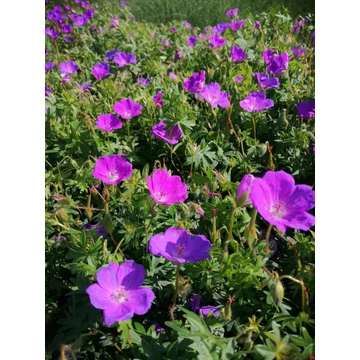 kárminpiros talajtakaró gólyaorr évelő Geranium sanguineum gabiplantshop dísznövény webáruház