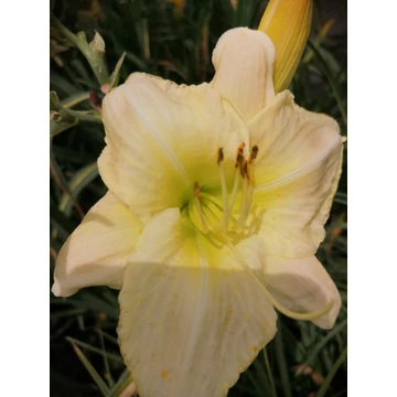 Hemerocallis White Temptation (Krémfehér virágú sásliliom)