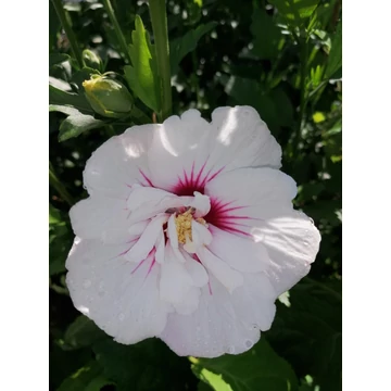 Hibiscus syriacus China Chiffon (Szíriai mályvacserje)