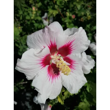 Hibiscus syriacus Helene (Szíriai mályvacserje)