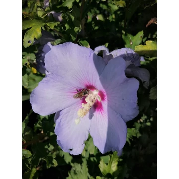 Hibiscus syriacus Marina (Szíriai mályvacserje)