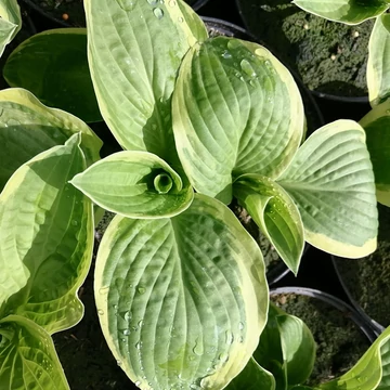 sárgaszegélyű-árnyékliliom-évelő-Hosta.Mama-Mia