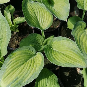 sárgalevelű-árnyékliliom-Hosta-Pauls-Glory