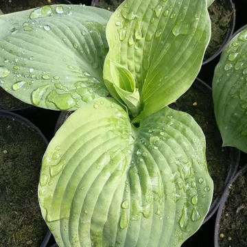 kéklevelű-árnyékliliom-Hosta-siboldiana