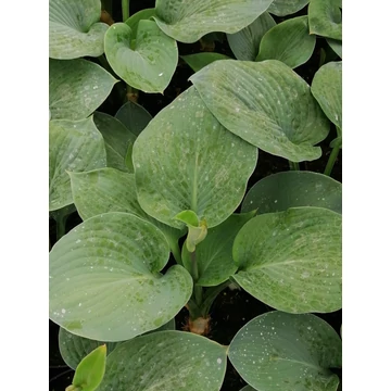Hosta Elegans (Hamvas kékeszöld levelű árnyékliliom)