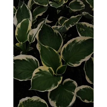 Hosta Minute Man (Fehérszegélyű árnyékliliom)