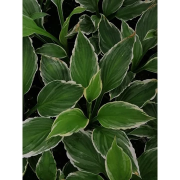 Hosta undulata Albomarginata (Hullámos fehérszegélyű árnyékliliom)