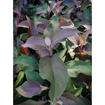Hydrangea aspera Hot Chocolate (Bordó érdeslevelű hortenzia)