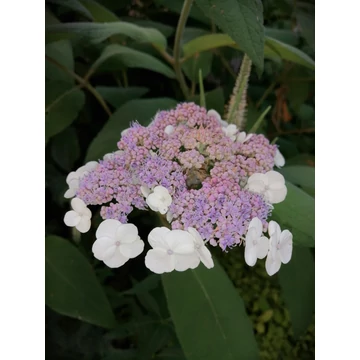Hydrangea aspera Macrophylla (Érdeslevelű hortenzia)
