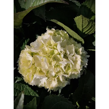 Hydrangea macrophylla Sneeuwbal (Fehér virágú hortenzia)