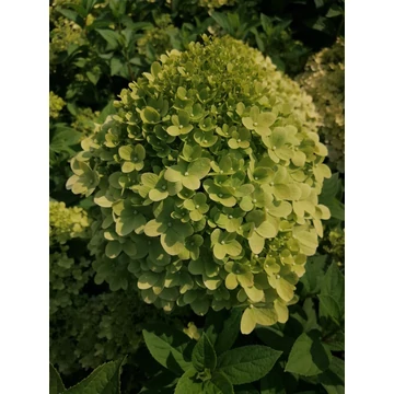 Hydrangea paniculata Bobo (Bugás hortenzia-alacsony)