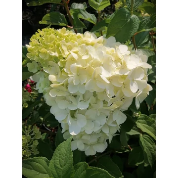 Hydrangea paniculata Polar Bear (Óriásvirágú bugás hortenzia)