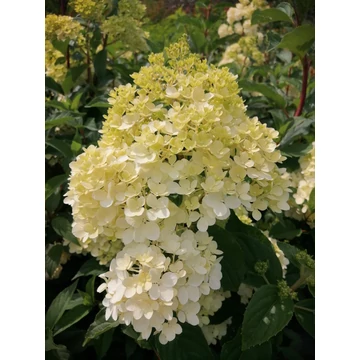Hydrangea paniculata Vanilla Fraise (Bugás hortenzia)