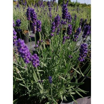 Lavandula angustifolia Hidcote (Közönséges levendula)